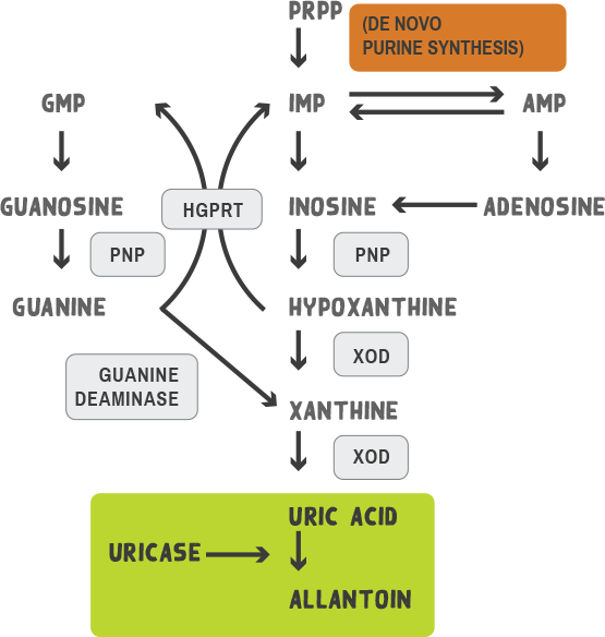 Uricase enzyme diagram